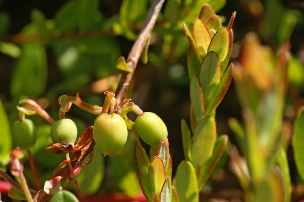  Cranberry leitet sich aus crane berries („Kranichbeeren“) ab