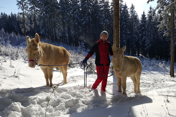Eselwandern im Winter einfach Super