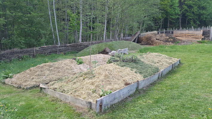 Im vordergrund die Hügelbeeten Gemulcht. Kompost vom letzten Jahr umgesetzt und mit Grasschnitt Gemulcht, da dürfen heuer Kürbis wachsen.