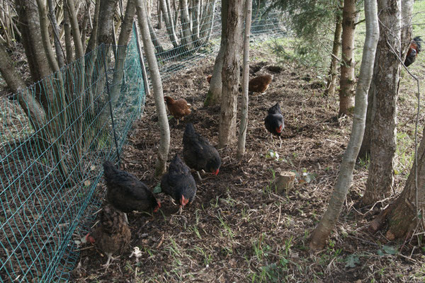 Unsere Hühner können auch in den Wald.