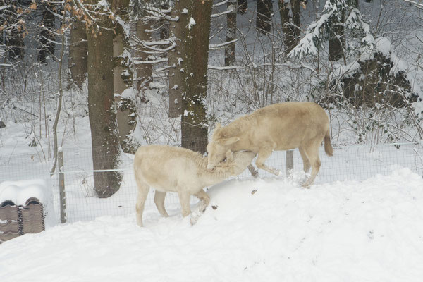 Spielen im Neuschnee