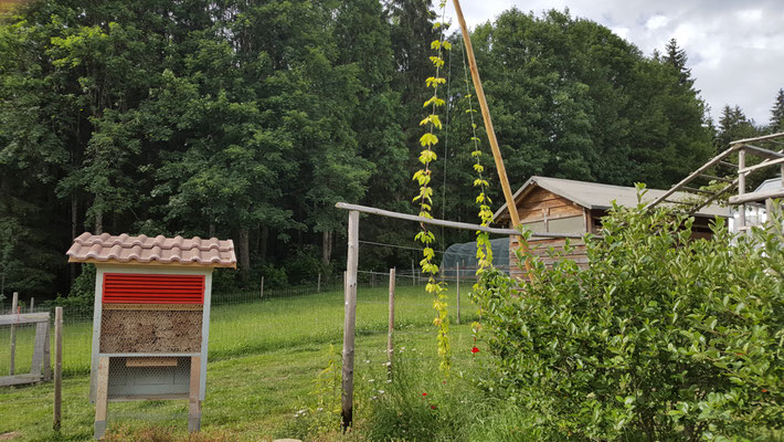 Wildbienen - Nützlingshotel und im Hintergrund der Goldhopfen
