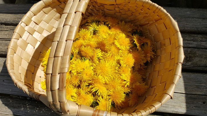 Löwenzahnblüten für Sirup