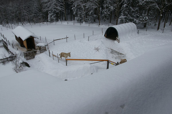 Im Winter schützen STEINBOCK Weidezelte zuverlässig vor Wind und Schnee, serienmäßig mit einem Türteil  der wahlweise geöffnet und geschlossen werden kann.