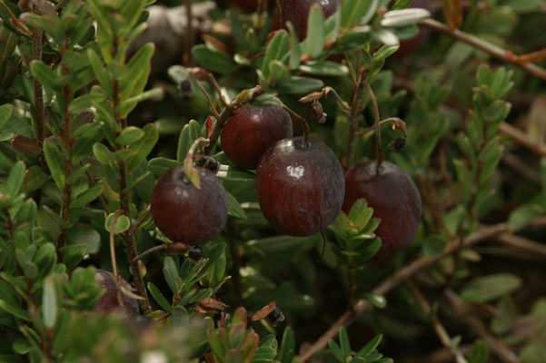  Cranberry leitet sich aus crane berries („Kranichbeeren“) ab