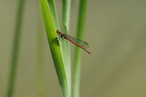 Männchen der Frühen Adonislibelle