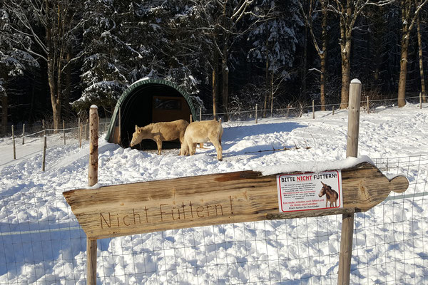 Im Winter schützen STEINBOCK Weidezelte zuverlässig vor Wind und Schnee, serienmäßig mit einem Türteil  der wahlweise geöffnet und geschlossen werden kann.
