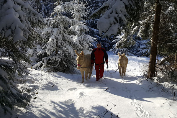 Eselwandern im Winter einfach Super