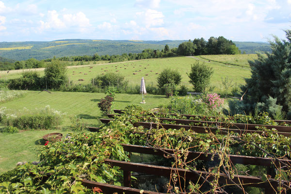 Blick in den Garten