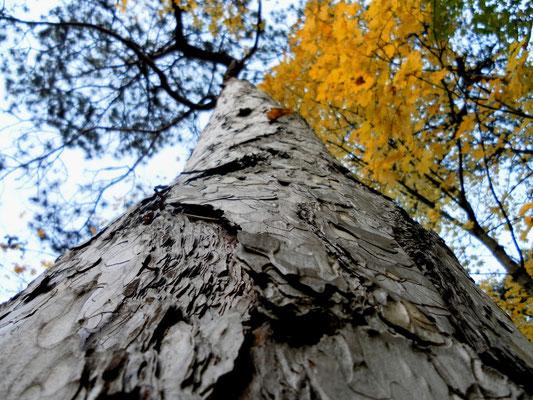 The Bark