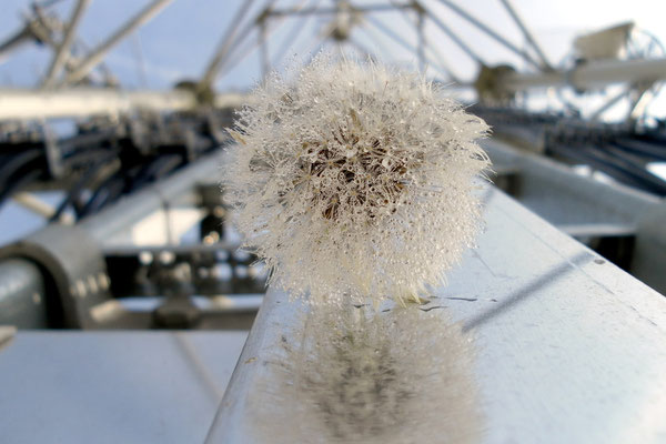 Dandelion II