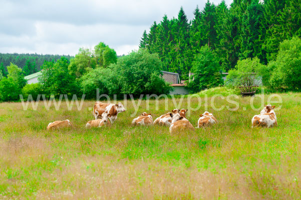 Kleine Kuhherde auf der Weide Wiese