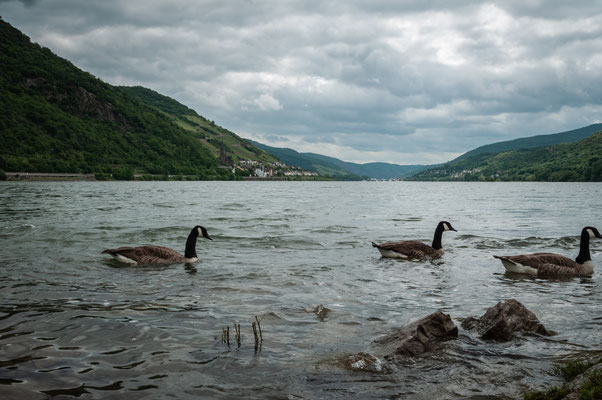 Gänse am Rhein