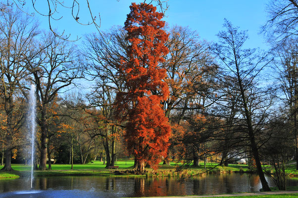 Baum mit roten Blättern im Park von Bad Homburg