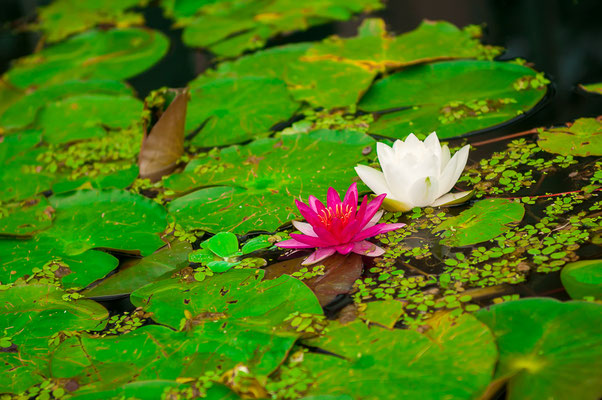 Rosa Seerose Princess Elisabeth Nymphea für das Aquarium oder Gartenteich Wasserpflanze Wasserrose Teichrose Teichpflanze