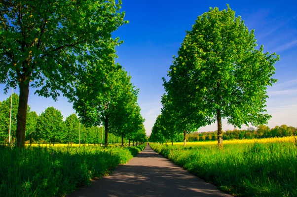 Gehweg durch eine wunderschöne sommerliche Linden-Allee