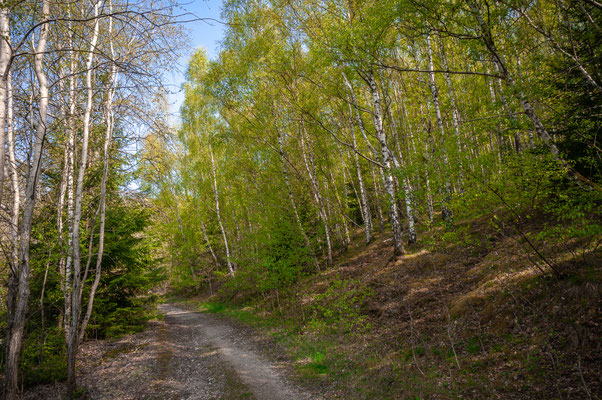 Spaziergang durch den Wald von Daaden