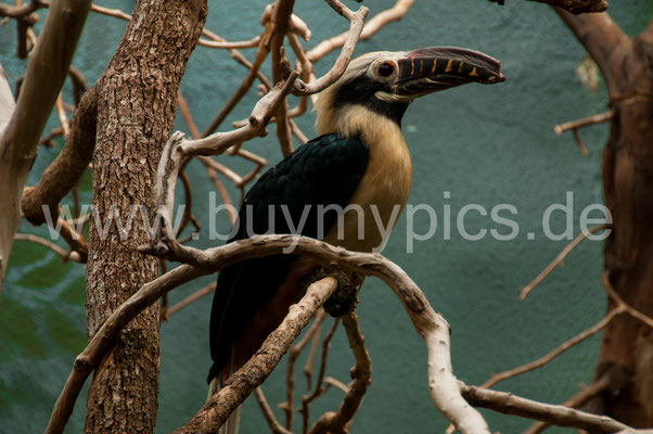 Visayas-Tariktik-Hornvogel Nashornvogel  aus Philippinen