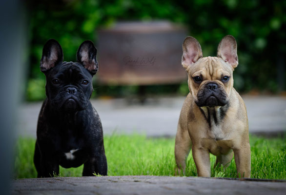 Phoebe und Beau im Alter von 5 Monaten