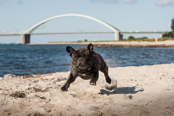 Urlaaaaaaub.... Lotti liebt den Strand