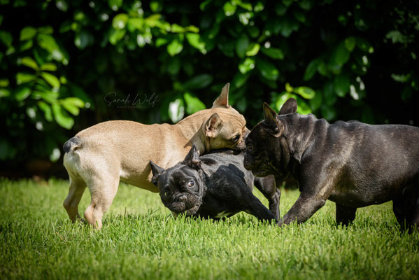Beau, Phoebe und Leo lieben es miteinander zu toben.