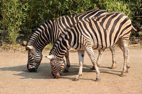 Chapman Zebras
