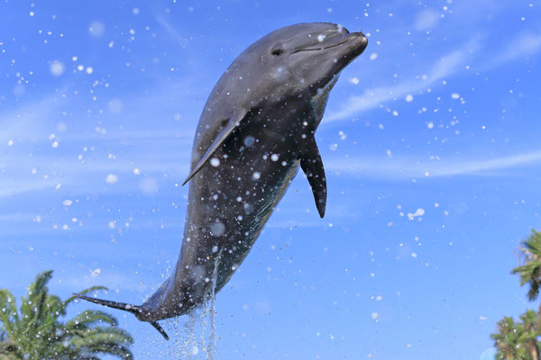京急油壺マリンパーク - （一般社団法人三浦市観光協会）
