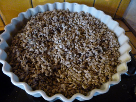 Graine de Tournesol germination...
