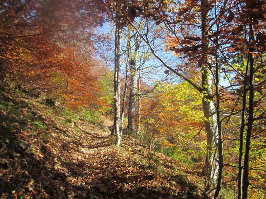 L'automne en forêt  gîte de la Prairie à Ranspach-Alsace