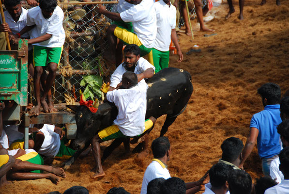 Jallikattu @ Alanganallur 17.01.2012: Jallikattu bull having fun.
