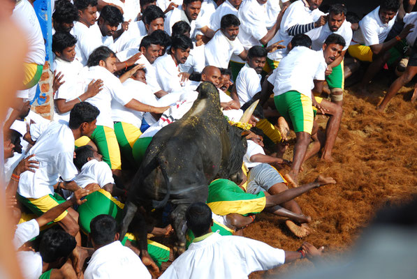 Jallikattu @ Alanganallur 17.01.2012: Jallikattu bull having fun.