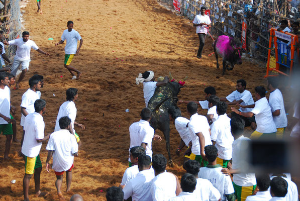 Jallikattu @ Alanganallur 17.01.2012: Bull fighter on his way to glory.