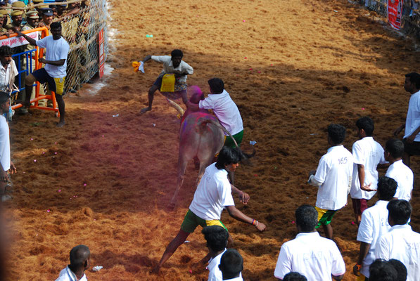 Jallikattu @ Alanganallur 17.01.2012: Bull fighter on his way to glory.