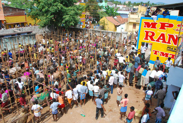 Jallikattu @ Alanganallur 17.01.2012: Jallikattu bulls waiting for their fight.