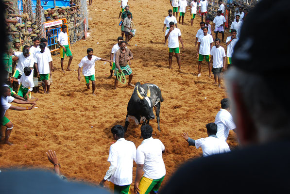 Jallikattu @ Alanganallur 17.01.2012: Teasing the bull.