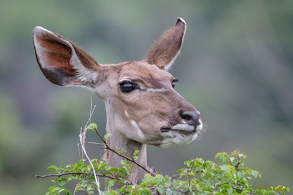 Südafrika: Großer Kudu