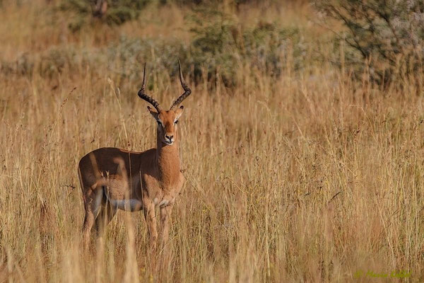 Südafrika: Impala - Bock im Morgenlicht
