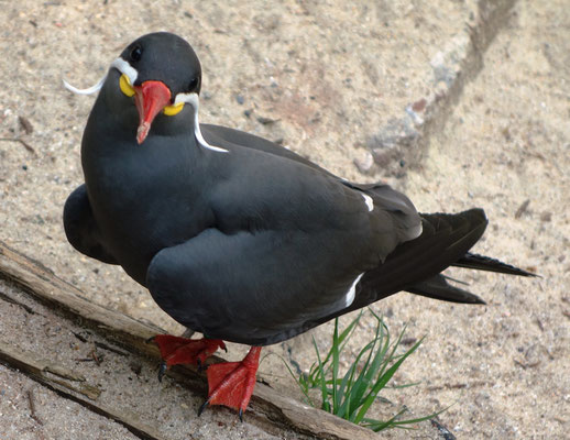 Inca Tern (Larosterna inca), (Foto: Mary Yalda).