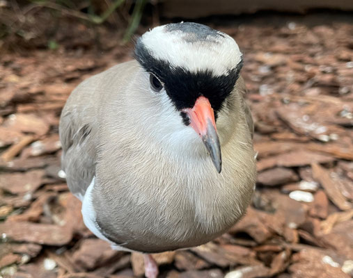 Crowned Lapwing (Vanellus coronatus), Weltvogelpark Walsrode