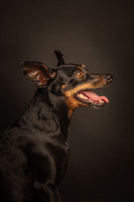 photographe chien studio, séance photo chien studio, portrait chien pinscher, photographe animalier toulouse, photo pinscher