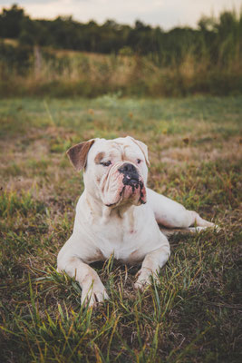 photographe chien toulouse, photo chien extérieur, séance photo chien toulouse, portrait animalier, Old English Bulldog