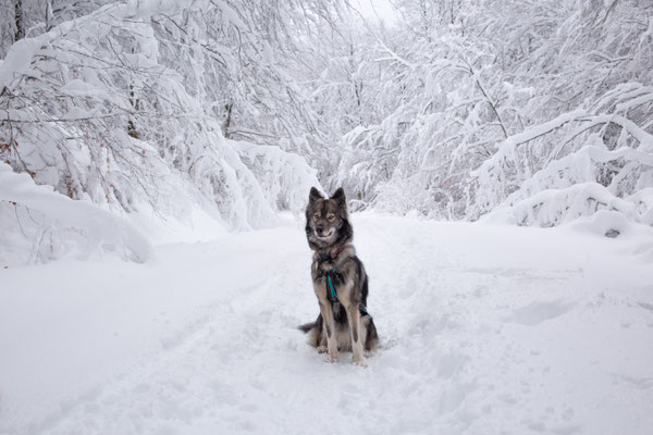 photographe chien toulouse, photographe animalier portrait chien extérieur, séance photo chien toulouse, tamaskan, neige