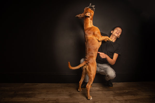 photographe chien studio, séance photo chien studio, portrait chien toulouse, photographe animalier toulouse