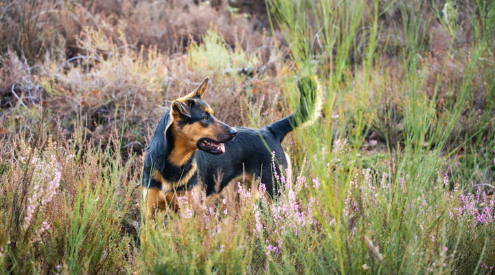 photographe chien toulouse, photographe animalier portrait chien extérieur, séance photo chien toulouse
