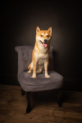 photographe chien studio, séance photo chien studio, portrait chien, photographe animalier toulouse, photo shiba