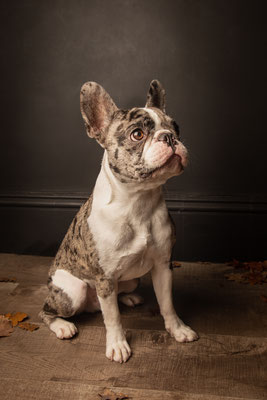 photographe chien studio, séance photo chien studio, portrait chien, photographe animalier toulouse, photo bouledogue français