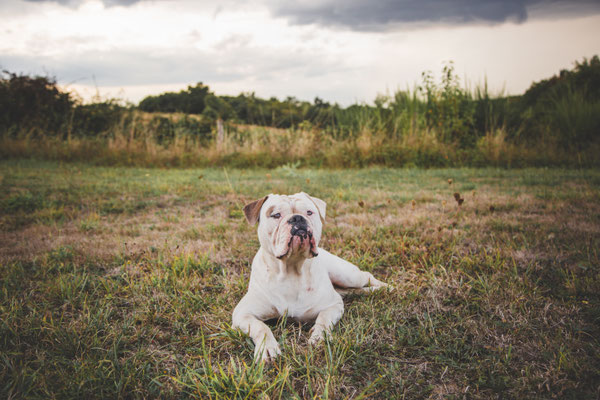 photographe chien toulouse, photo chien extérieur, séance photo chien toulouse, portrait animalier, Old English Bulldog
