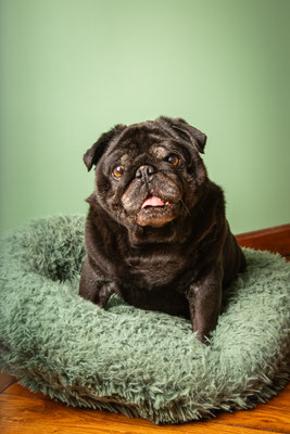 photographe chien toulouse à domicile, portrait chien, séance photo chien