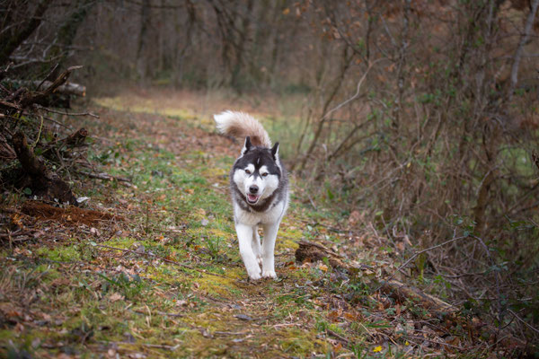 photographe chien toulouse, photographe animalier portrait chien extérieur, séance photo chien toulouse, husky