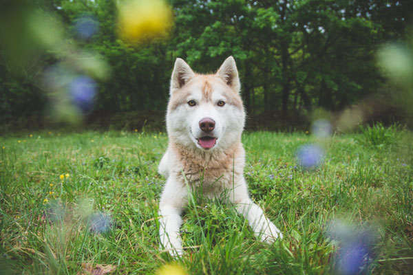 photographe chien toulouse, photo chien extérieur, séance photo chien toulouse, photo husky, photographe animalier